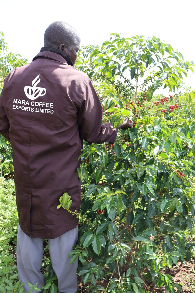 Green coffee cherries ready for harvest