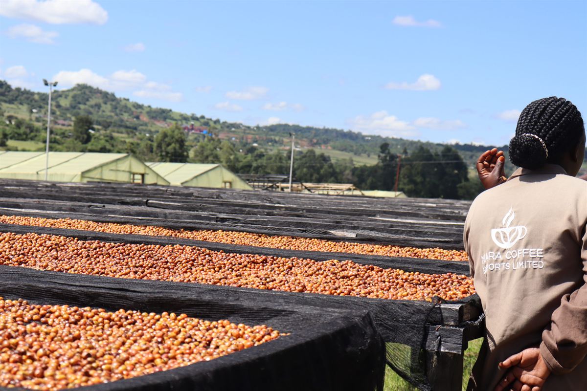 Roasted coffee beans